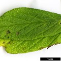 SpeciesSub: subsp. exasperatum